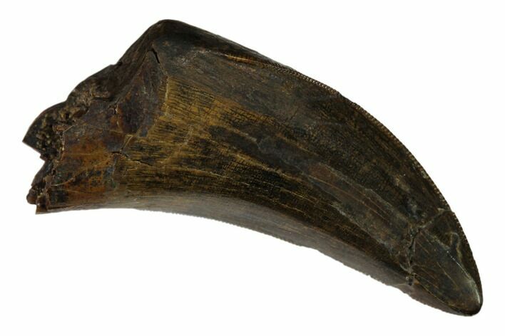Serrated Tyrannosaur Tooth - Judith River Formation #149105
